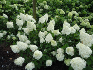 Bild von Hydrangea